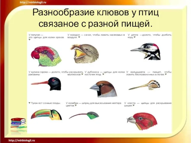 Разнообразие клювов у птиц связаное с разной пищей.