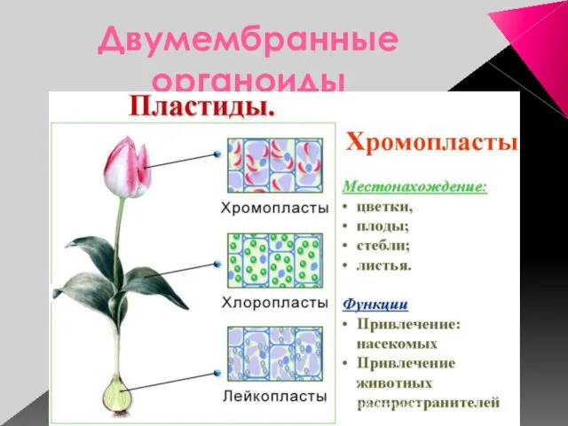 Двумембранные органоиды Сусанинская средняя школа учитель биологии Карпушева Анна Эдуардовна