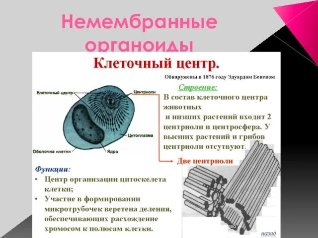 Немембранные органоиды Сусанинская средняя школа учитель биологии Карпушева Анна Эдуардовна