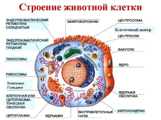 Сусанинская средняя школа учитель биологии Карпушева Анна Эдуардовна