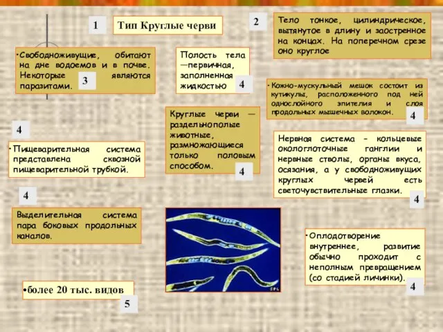 Тип Круглые черви более 20 тыс. видов Свободноживущие, обитают на дне водоемов