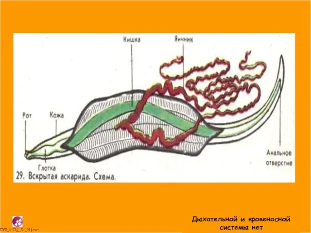 Строение круглых червей Кожно-мускульный мешок состоит из наружной многослойной кутикулы, расположенного под