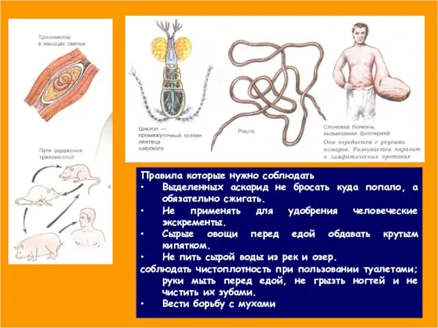Правила которые нужно соблюдать Выделенных аскарид не бросать куда попало, а обязательно