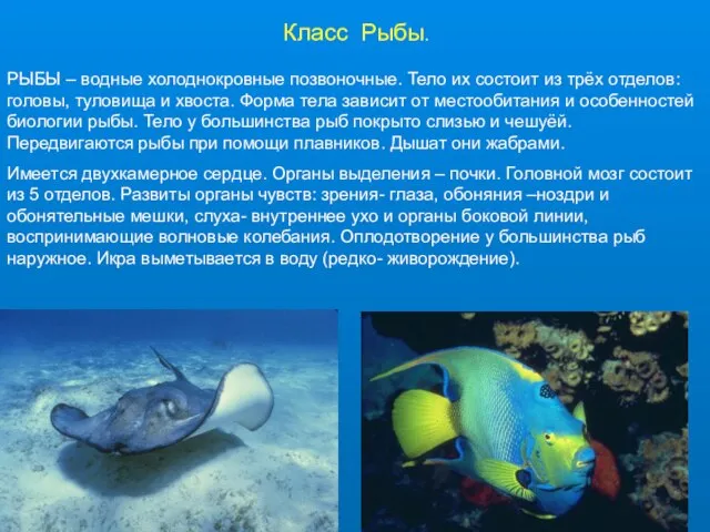 Класс Рыбы. РЫБЫ – водные холоднокровные позвоночные. Тело их состоит из трёх