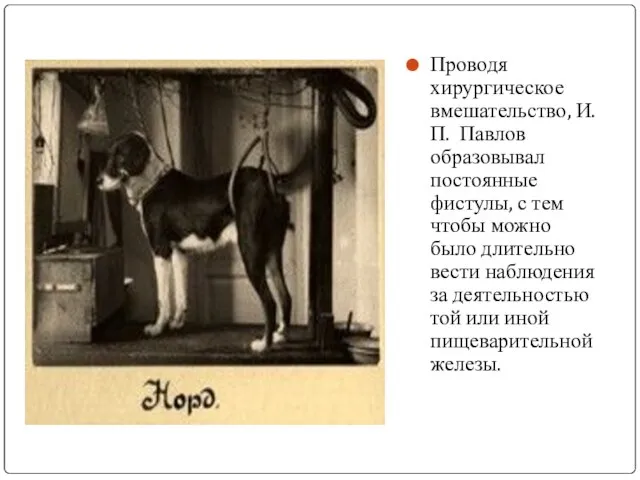 Проводя хирургическое вмешательство, И.П. Павлов образовывал постоянные фистулы, с тем чтобы можно