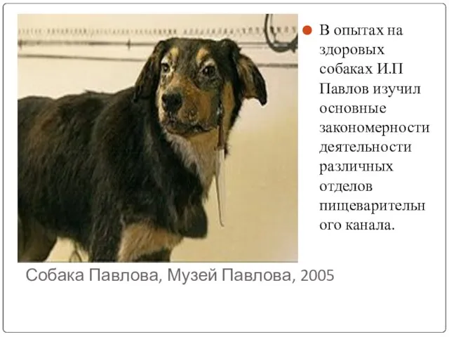 Собака Павлова, Музей Павлова, 2005 В опытах на здоровых собаках И.П Павлов