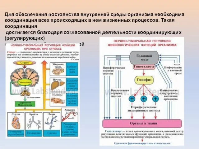 Для обеспечения постоянства внутренней среды организма необходима координация всех происходящих в нем