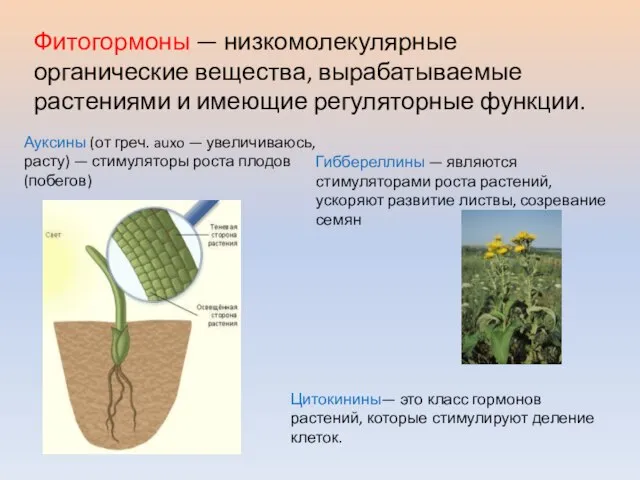 Фитогормоны — низкомолекулярные органические вещества, вырабатываемые растениями и имеющие регуляторные функции. Ауксины