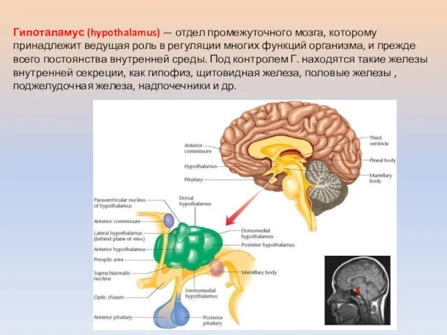 Гипоталамус (hypothalamus) — отдел промежуточного мозга, которому принадлежит ведущая роль в регуляции