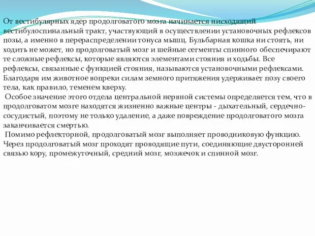 От вестибулярных ядер продолговатого мозга начинается нисходящий вестибулоспинальный тракт, участвующий в осуществлении