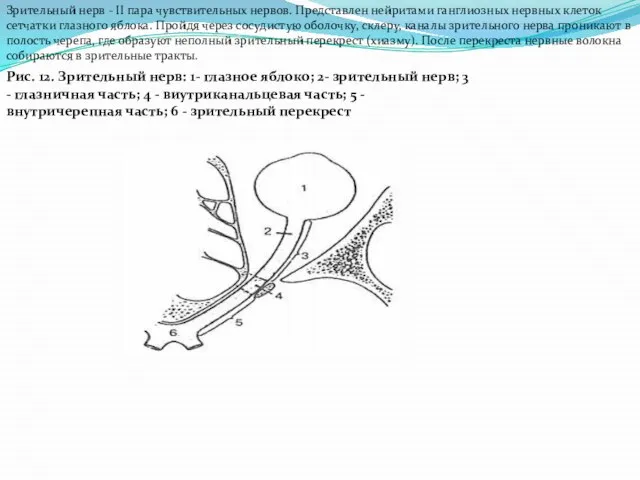 Зрительный нерв - II пара чувствительных нервов. Представлен нейритами ганглиозных нервных клеток