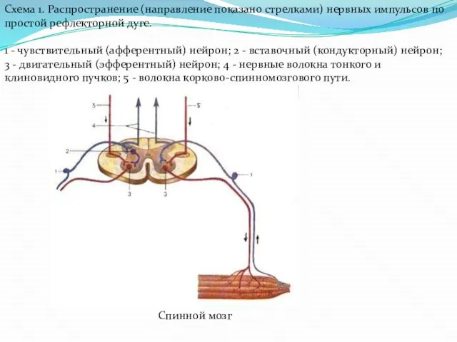 Схема 1. Распространение (направление показано стрелками) нервных импульсов по простой рефлекторной дуге.
