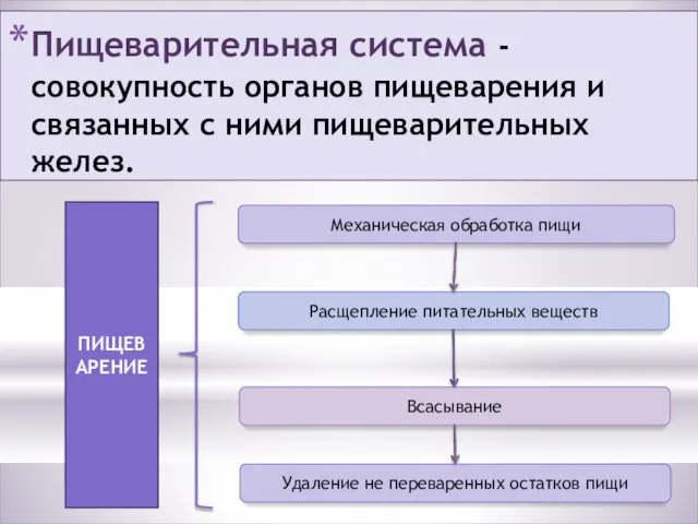 Пищеварительная система - совокупность органов пищеварения и связанных с ними пищеварительных желез.