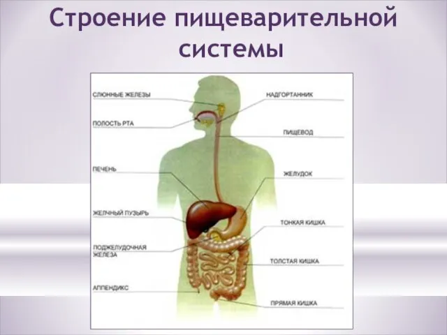 Строение пищеварительной системы