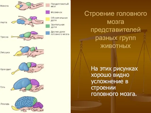 Строение головного мозга представителей разных групп животных На этих рисунках хорошо видно