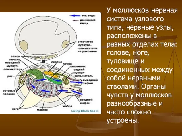 У моллюсков нервная система узлового типа, нервные узлы, расположены в разных отделах
