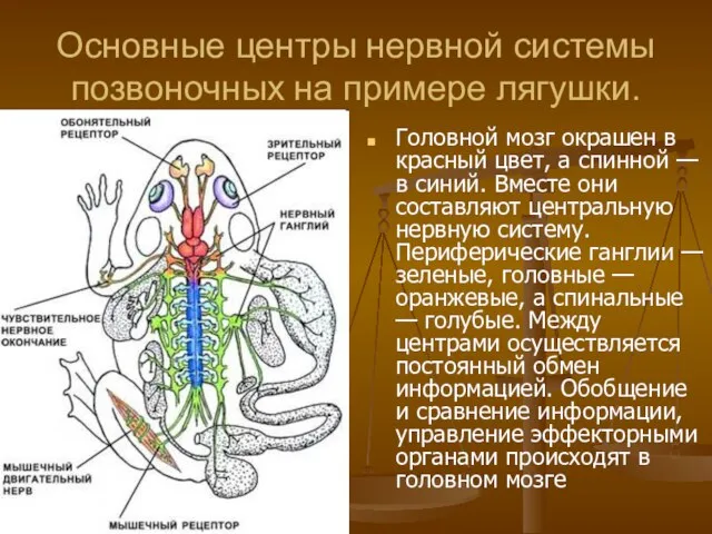 Основные центры нервной системы позвоночных на примере лягушки. Головной мозг окрашен в