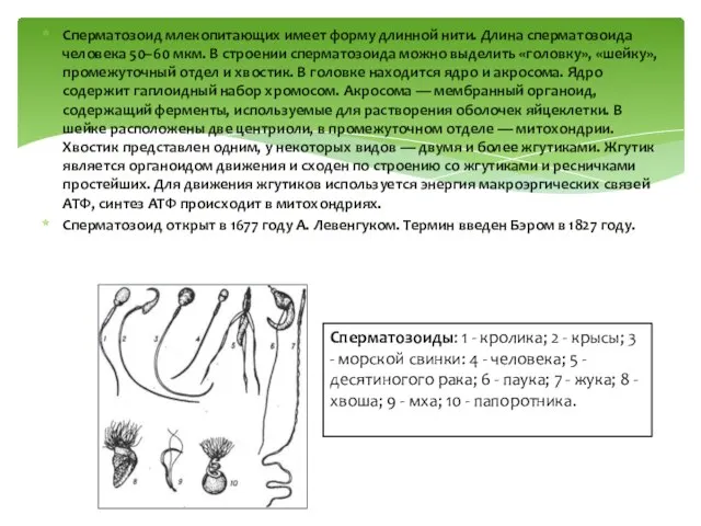 Сперматозоид млекопитающих имеет форму длинной нити. Длина сперматозоида человека 50–60 мкм. В
