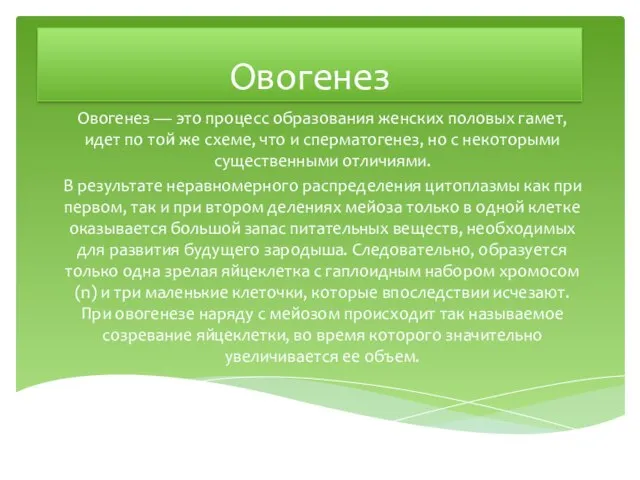 Овогенез Овогенез — это процесс образования женских половых гамет, идет по той