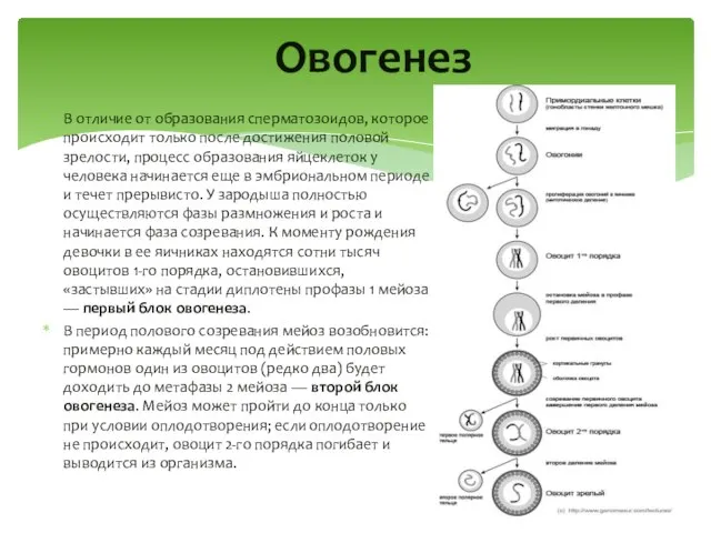 В отличие от образования сперматозоидов, которое происходит только после достижения половой зрелости,