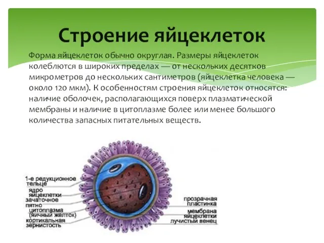 Форма яйцеклеток обычно округлая. Размеры яйцеклеток колеблются в широких пределах — от