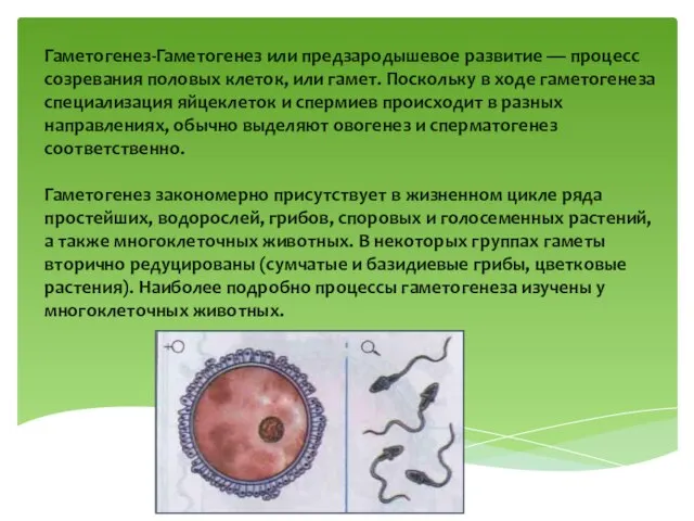 Гаметогенез-Гаметогенез или предзародышевое развитие — процесс созревания половых клеток, или гамет. Поскольку