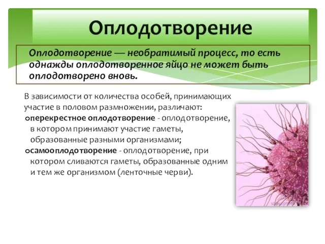 Оплодотворение — необратимый процесс, то есть однажды оплодотворенное яйцо не может быть