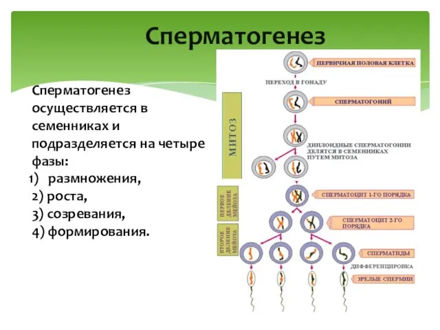 Cперматогенез Сперматогенез осуществляется в семенниках и подразделяется на четыре фазы: размножения, 2)