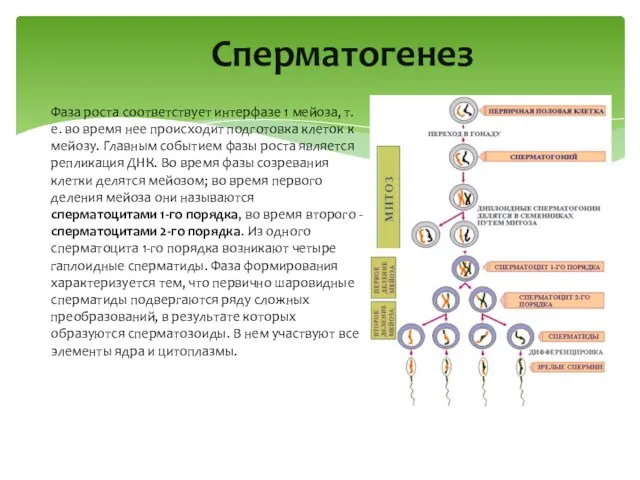 Cперматогенез Фаза роста соответствует интерфазе 1 мейоза, т.е. во время нее происходит