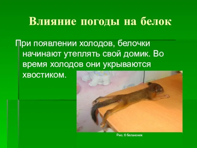 Влияние погоды на белок При появлении холодов, белочки начинают утеплять свой домик.