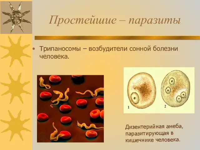 Простейшие – паразиты Трипаносомы – возбудители сонной болезни человека. Дизентерийная амеба, паразитирующая в кишечнике человека.