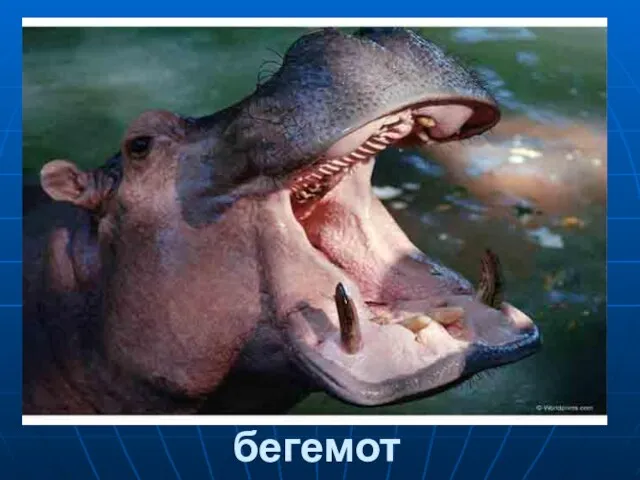 бегемот