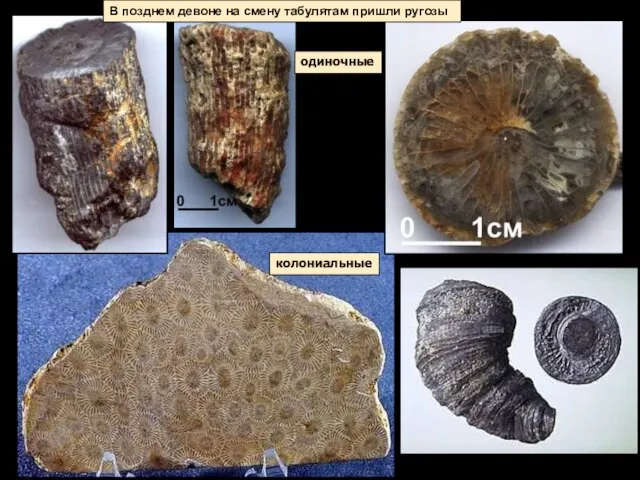 одиночные колониальные В позднем девоне на смену табулятам пришли ругозы