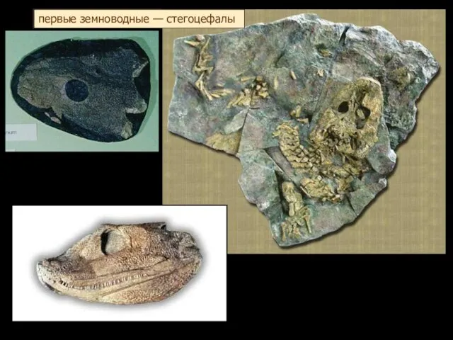 первые земноводные — стегоцефалы