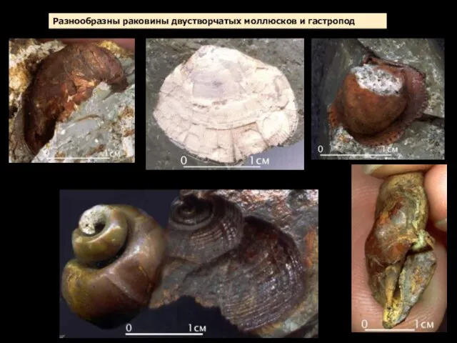 Разнообразны раковины двустворчатых моллюсков и гастропод