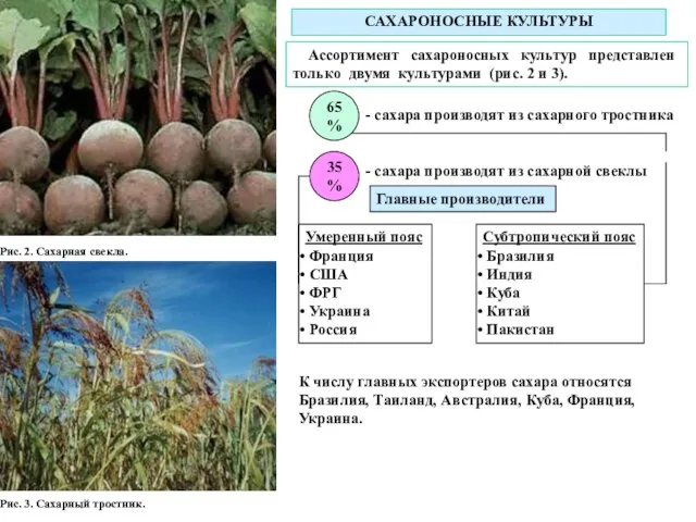 Рис. 2. Сахарная свекла. Рис. 3. Сахарный тростник. САХАРОНОСНЫЕ КУЛЬТУРЫ Ассортимент сахароносных