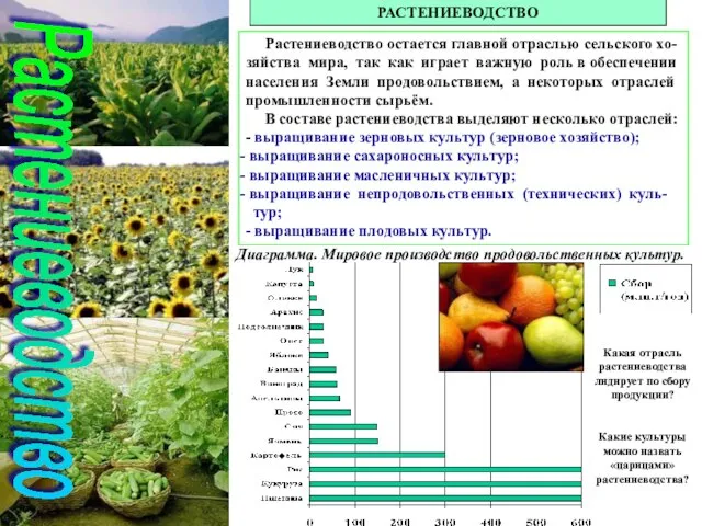 Растениеводство РАСТЕНИЕВОДСТВО Растениеводство остается главной отраслью сельского хо-зяйства мира, так как играет