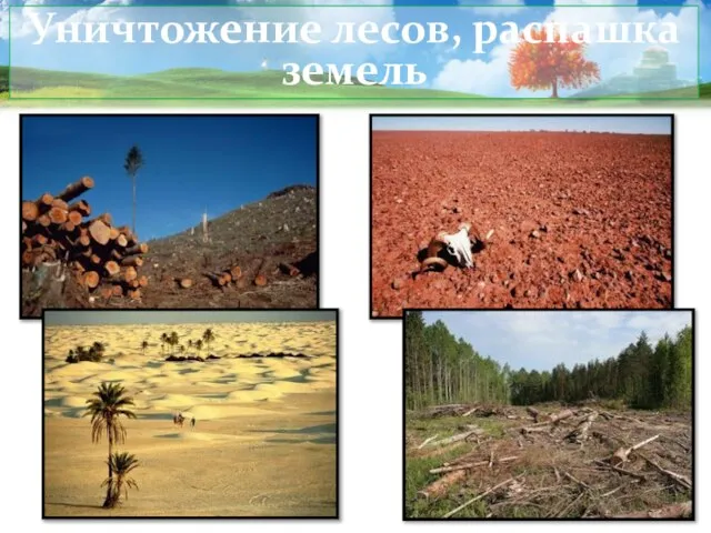 Уничтожение лесов, распашка земель