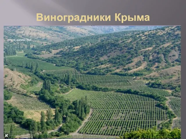 Виноградники Крыма