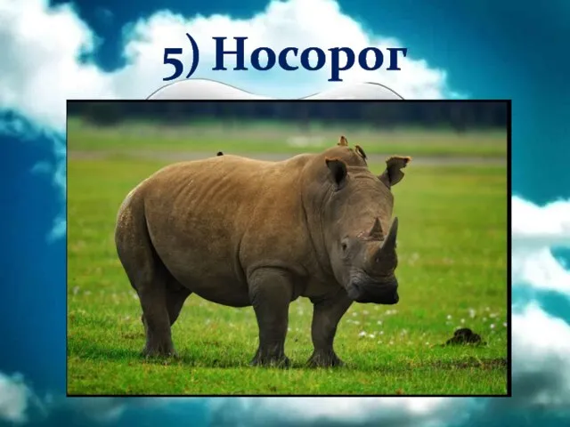 5) Носорог