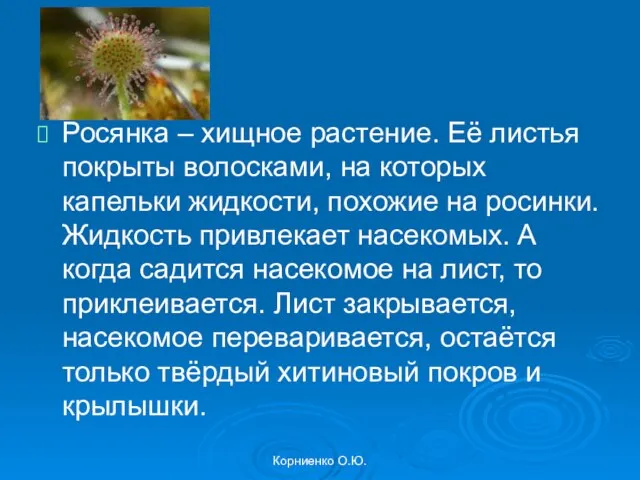 Корниенко О.Ю. Росянка – хищное растение. Её листья покрыты волосками, на которых