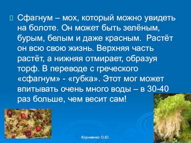 Корниенко О.Ю. Сфагнум – мох, который можно увидеть на болоте. Он может