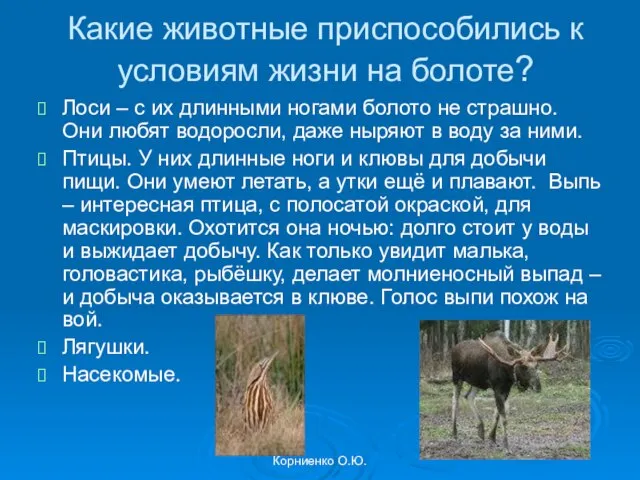 Корниенко О.Ю. Какие животные приспособились к условиям жизни на болоте? Лоси –