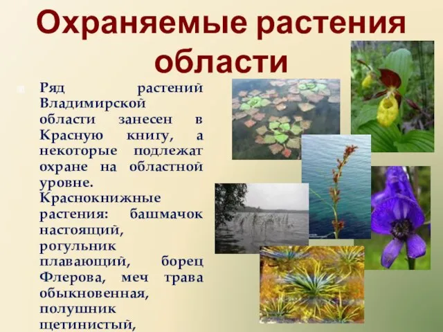 Охраняемые растения области Ряд растений Владимирской области занесен в Красную книгу, а