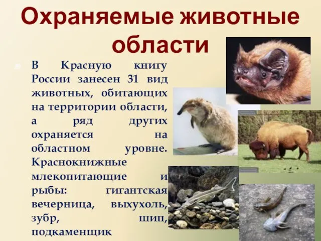 Охраняемые животные области В Красную книгу России занесен 31 вид животных, обитающих