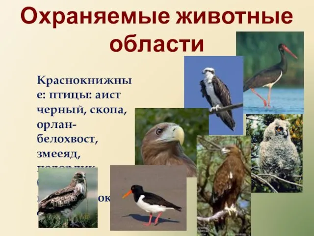 Охраняемые животные области Краснокнижные: птицы: аист черный, скопа, орлан-белохвост, змееяд, подорлик большой, кулик-сорока, филин.