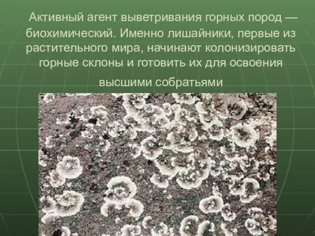 Активный агент выветривания горных пород — биохимический. Именно лишайники, первые из растительного