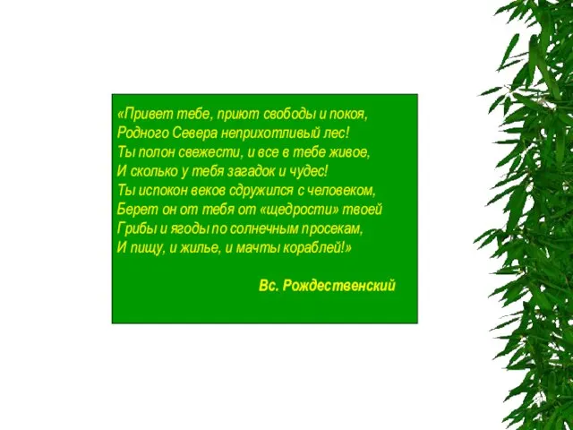 «Привет тебе, приют свободы и покоя, Родного Севера неприхотливый лес! Ты полон