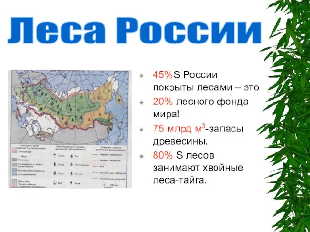 45%S России покрыты лесами – это 20% лесного фонда мира! 75 млрд