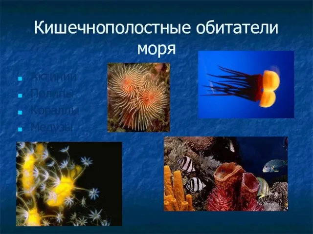 Кишечнополостные обитатели моря Актинии Полипы Кораллы Медузы